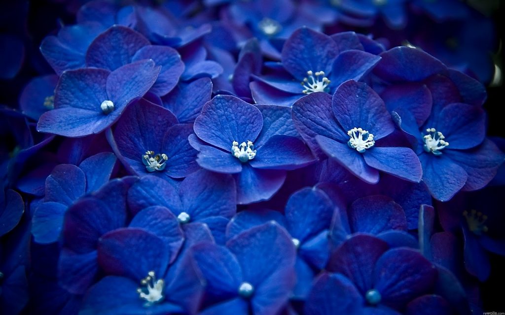 5 examples of Blue Flowers (and their care)