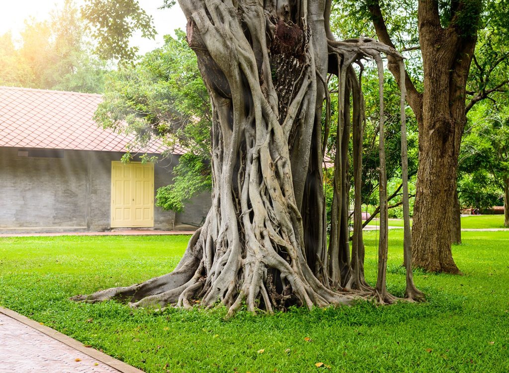 Ficus Benghalensis, the Banyan Tree